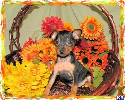 Puppies in KY